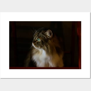 Candid cat style Posters and Art